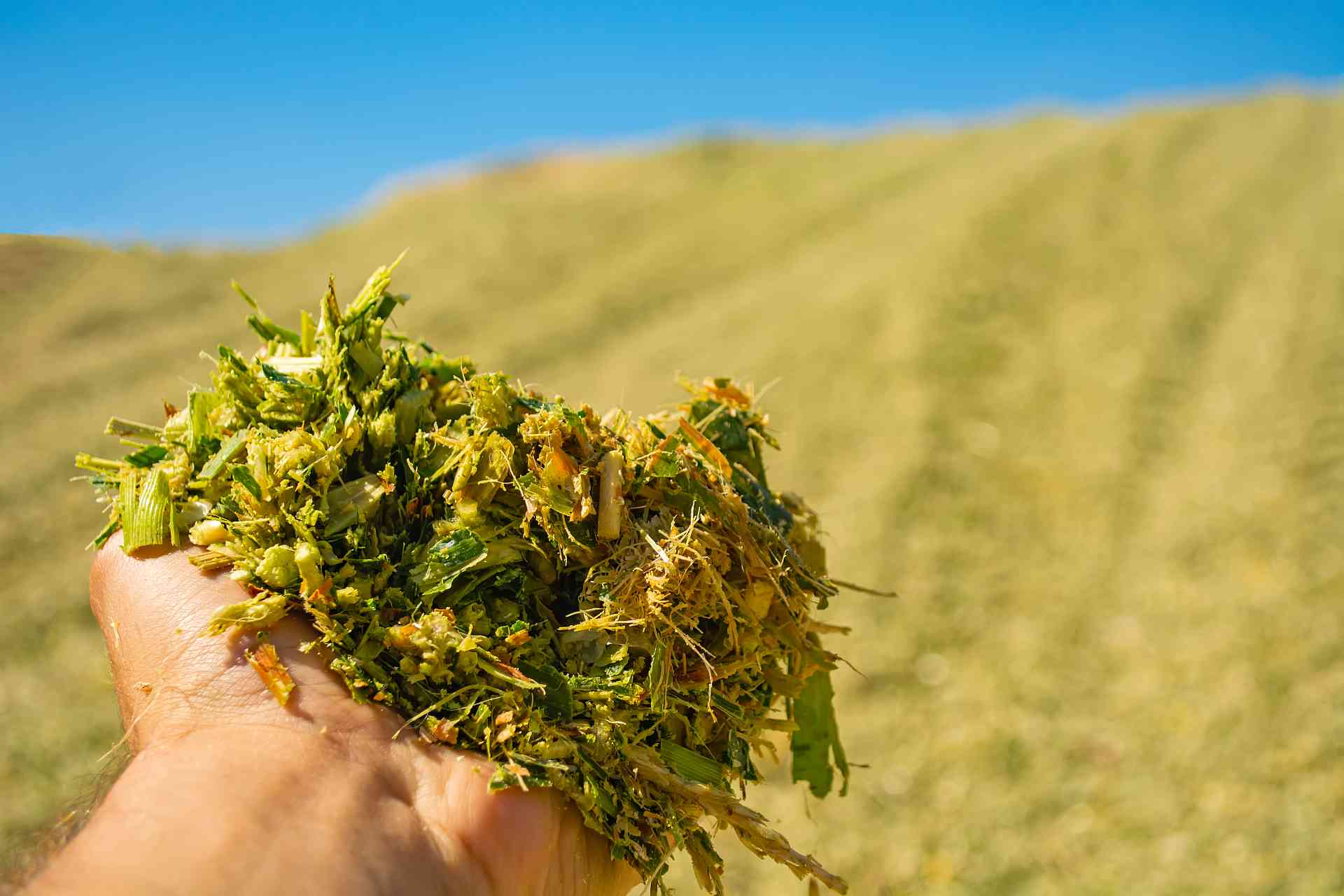 Unlocking More from Every Kernel: Why Silage Processing Matters - Scherer